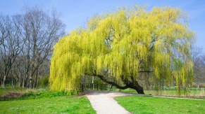 Image result for weeping willow spring